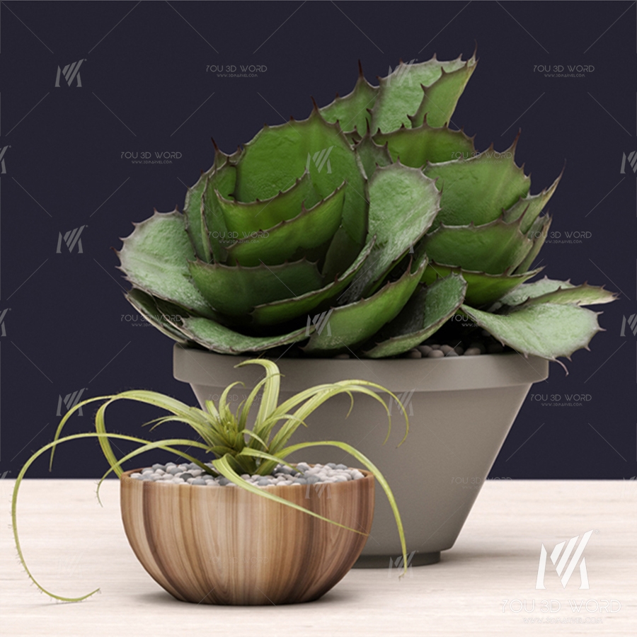 Succulents